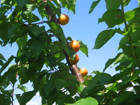あんずジャム（200ｇビン×１０個入り）長野県産あんず使用