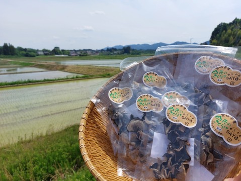 コリコリ食感！宮城発☆山元のきくらげ 乾燥40g☆保存に最適☆