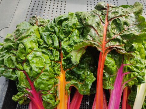 ✨【色彩の宝石箱】農薬・化学肥料不使用で育てた、鮮やかスイスチャード 約700g✨