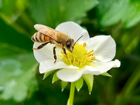 【ご家庭用】宮崎県産 やよいひめ たっぷりBOX｜大小ミックス・朝採り順次発送
