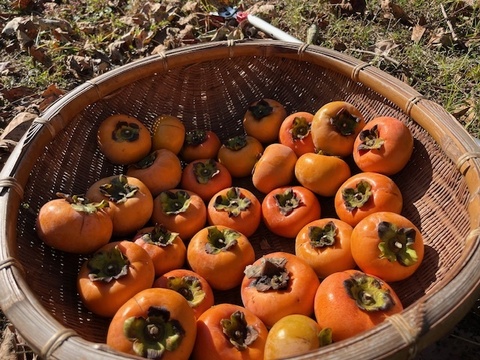 農薬・肥料不使用、自然栽培の甘柿。約１．５キロ。（１２個前後）