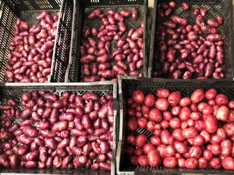 新春掘り『グランドペチカ1.5kgとアンデスレッド1.5kg』MS〜Lサイズ