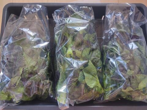 ✨農薬・化成肥料不使用の高菜700g✨