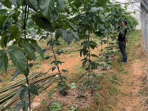 🌺販売中🌺\\はじめましてセット//
【有機JAS認証】オーガニック芳醇パッションフルーツ/『秀品2キロ¥7500→¥6500』/贈り物にもおすすめ◎/芳醇な香り/濃厚な味わい！