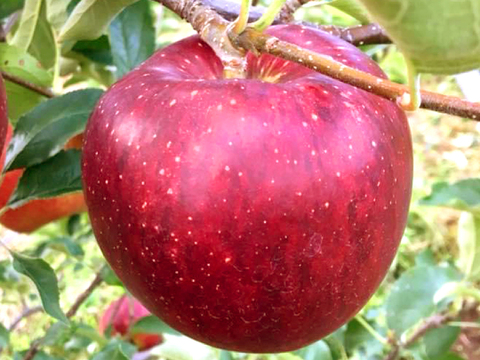 【2026年予約】『秋映』家庭用✨シャキッと食感！味も色も濃い秋のりんご！3kg