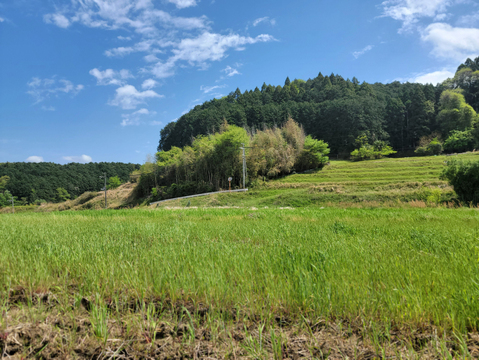【奈良県産】まこも茶・真菰茶(お徳用サイズ)農薬不使用】 健康茶