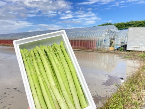 【夏芽限定】グリーンアスパラガス　ミシュランガイド掲載店使用（L,2Lサイズ　30本前後）高級レストラン使用サイズ