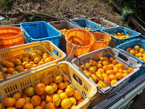 温州ミカン(温州みかん)５㎏【甘み酸味バランス◎】【農薬化学肥料不使用】【熨斗(のし)対応可】