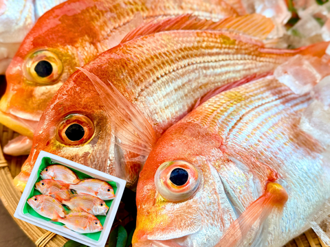 【唐揚げ・南蛮漬けに】小さめレンコダイ（１kg）