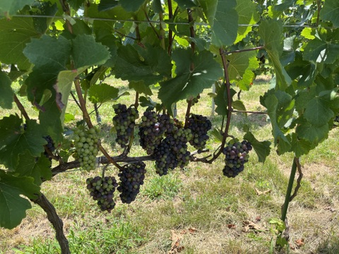 【冬ギフト】ワイン用ぶどうで作ったジュース　4品種各2本　飲み比べセット180ml✖️8本【熨斗対応可】