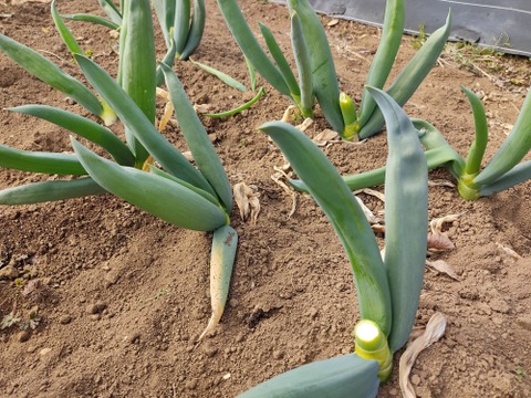 ✨【訳あり】下仁田ネギ（ネギ坊主摘み取り）詰め合わせ約1kg（7〜12本、サイズ混合）農薬・化成肥料不使用✨