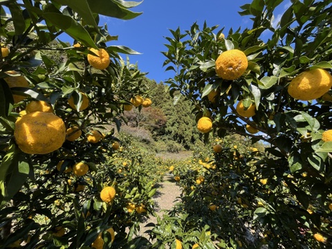 さわやか　ゆず果汁100%　280ml　1本　栽培期間中農薬不使用　ゆず酢