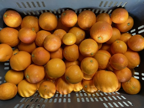 【木取り】ブラッドオレンジ（タロッコ）（１０ｋｇ）甘く爽やかな酸味で味わい深い！サンプル糖度１２～１３．８度