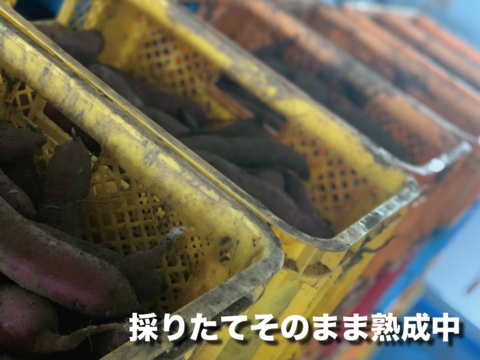 【茨城県産】さつまいも　紅はるか　サイズ大【約10kg】※農薬・化学肥料不使用