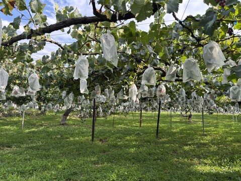 今年は上出来！老舗の種あり巨峰（贈答用・2kg）