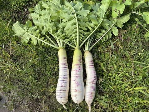 【緻密な肉質】会津赤筋大根 自然栽培 3本〜4本セット