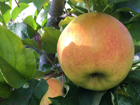 【訳あり】ぐんま名月 約2.5kg 7-14玉 ジューシーな希少りんご 11月上旬発送開始予定 #NAM0B025