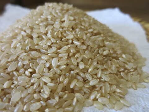 ≪新米販売スタート！≫【有機JAS認証取得】くりのみの玄米（5kg）【令和5年度産】
