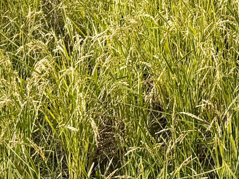 【令和7年】コシヒカリ・再生二期作・白米無洗米（10kg）【栽培期間中　農薬・化学肥料不使用】