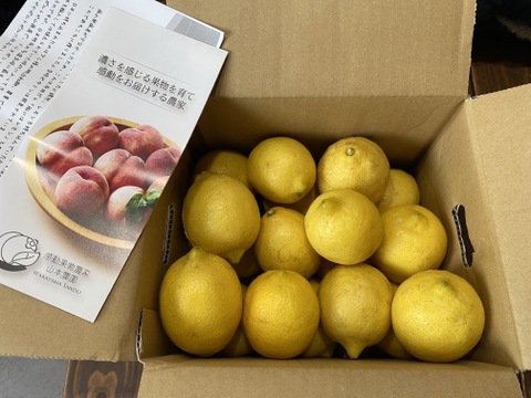 ぎゅっと濃厚キレ酸味！和歌山産リスボンレモン 2800g前後約20個入
