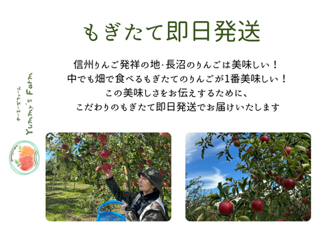 もぎたて 即日発送 りんご サンふじ 訳あり 家庭用 5kg 長野県産 信州りんご発祥の地 産地直送 除草剤不使用 人にやさしく環境にもやさしい