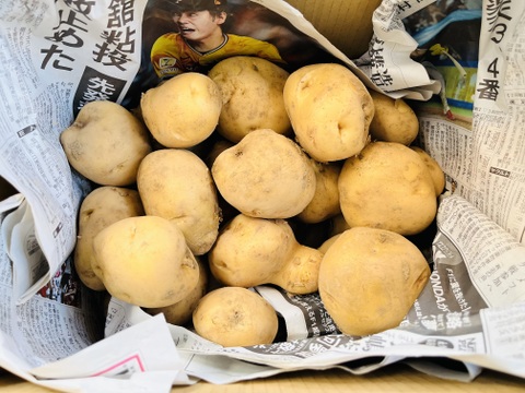 ジャガイモ「男爵」4500g 横浜市内産　ホクホク食感