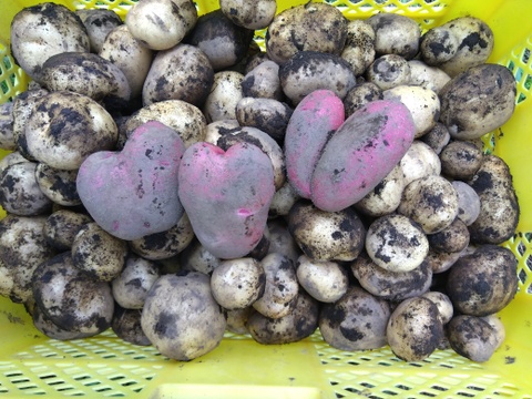 じゃがいも詰め合わせ★稀少品種もあり！！フライドポテトに、カレーに万能じゃがいもを取りそろえました。