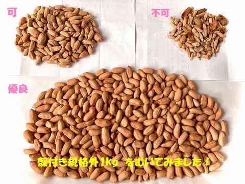 【規格外・B品】乾燥生落花生1kg【ジャンボピーナッツ・極大粒・殻付き】【農薬・化学肥料不使用】【天日乾燥】【令和6年・岐阜県産】