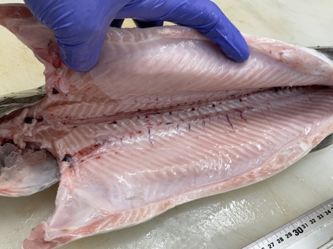 【琵琶湖の至宝】琵琶鱒/ビワマス/淡水鱒の最上美味/最大サイズ/2.5kg～3.0kg/1匹【生】【冷蔵】【水揚げ発送】