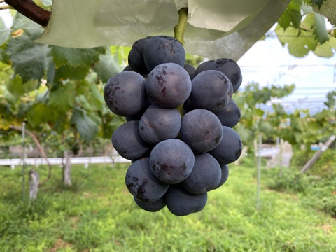 【先行予約】【9月中旬からお届け:1kg以上！】シャインマスカット&おまかせ品種詰め合わせ 1.5kg箱