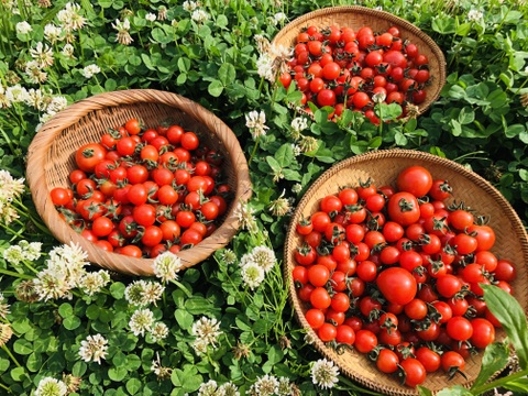 北海道完熟ミニトマト100%ジュース栽培期間中農薬不使用　1000ml×3本