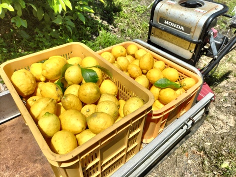 【訳あり】広島県産「これが夏レモン」《約18〜20個入》4kg以上