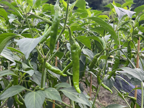 愛知県 豊田市旭産 赤唐辛子 日光唐辛子（乾燥） 40g