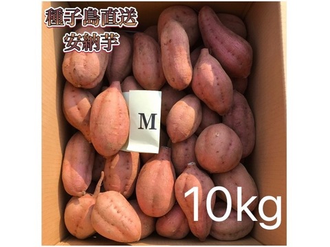 【絶品】種子島産 安納芋 Mサイズ 10kg(箱別)｜aimo農園