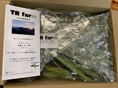 今が旬★山菜！秋田県鹿角市産葉が開く前の山うるい・ウルイ1kg