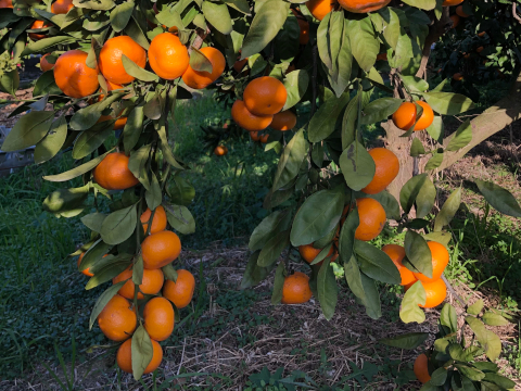 濃厚完熟　大津みかん　ご家庭用・10ｋｇ