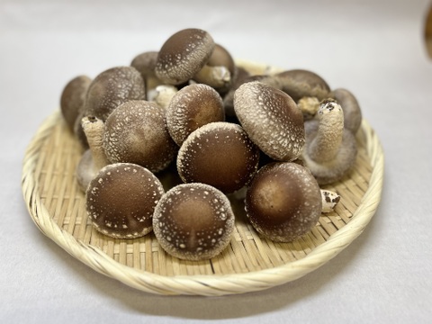 プニプニ食感がやみつき！肉厚しいたけたっぷり2kg