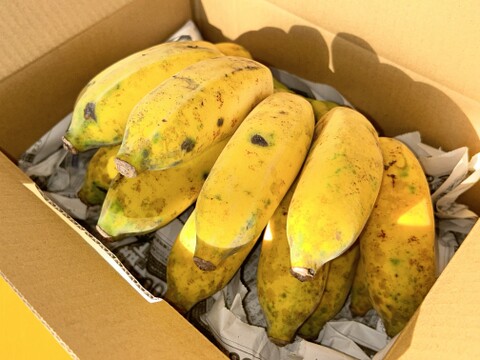 もちっと　とろける甘さ！　アップルバナナ　1㎏