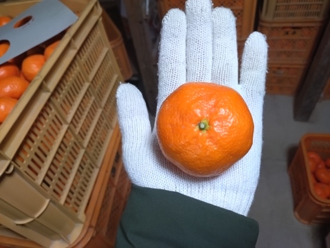 蔵出し貯蔵晩生みかん
(Lサイズ10kg・約85〜95個)