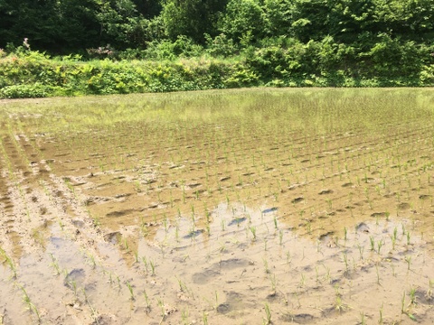 えっ？亀ノ尾？天然水で育てた「亀ノ尾」棚田米　5ｋｇ　令和4年度産米