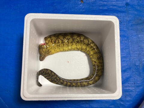 ウツボ1キロ前後