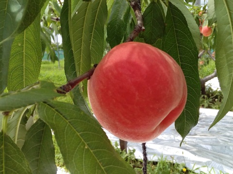 24年6月下旬発送🍑【日川白鳳】食べ応えたっぷり５ｋｇ１箱・20～22玉入り