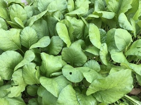 🌈小さな畑の冬野菜🌈【2〜3人分】