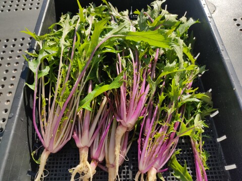 ✨世界に一つだけのプレミアム野菜便（農薬・化成肥料不使用）✨あなたの「欲しい」が詰まった一箱。わがままを叶えるオーダーメイド野菜便🥬