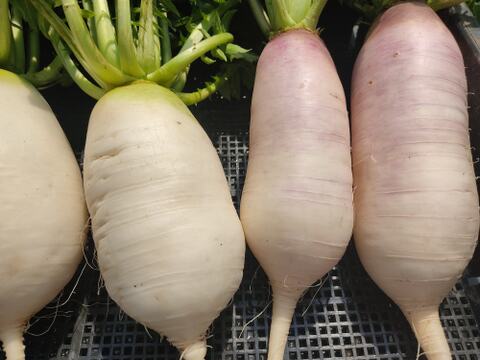 ✨【採れたて葉付き】食卓を彩る「旬のミニ大根」お任せ2〜3種セット｜採れたて直送！農薬・化成肥料不使用✨