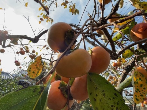 農薬・肥料不使用、自然栽培の甘柿。約１．５キロ。（１２個前後）