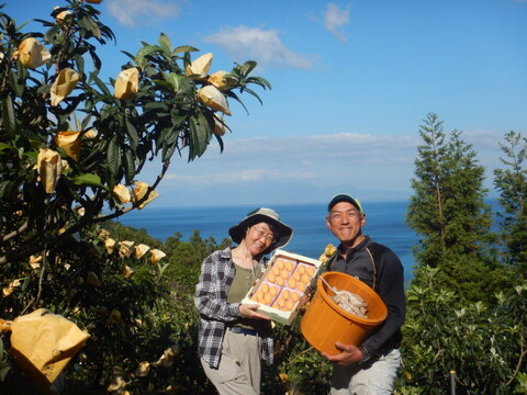 みずみずしい甘さは初夏の味！長崎市産露地びわ「千々（ちぢ）んびわ」１ｋｇ 少し小ぶりなＬサイズ(24玉）でお届け