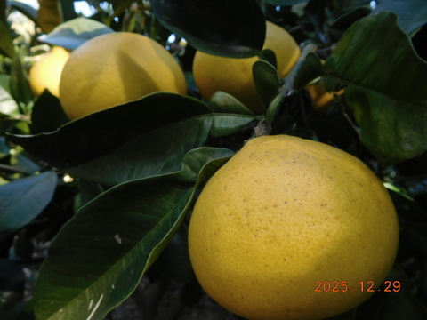 初春のうれしい柑橘５種食べ比べ　家庭用【規格外品】　５㌔箱に正味4.0㎏-