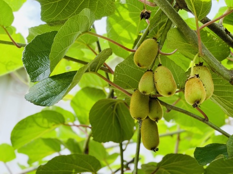 ジューシー！グリーンキウイ1kg