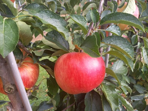 希少なりんご【華宝】約5kg